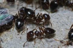 Crematogaster auberti