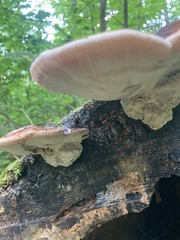 Ischnoderma resinosum