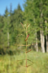 Veronica scutellata