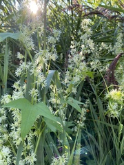 Thalictrum pubescens