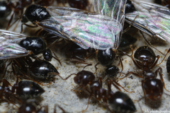 Crematogaster auberti