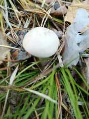 Lycoperdon pratense