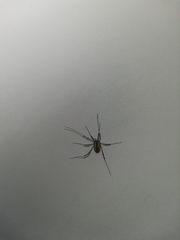 Systenocentrus luteobiseriatus