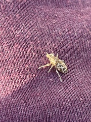 Cyphocleonus dealbatus