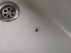 Systenocentrus luteobiseriatus