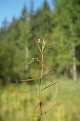 Veronica scutellata