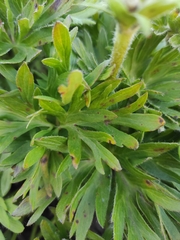 Anemonastrum sibiricum