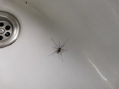 Systenocentrus luteobiseriatus