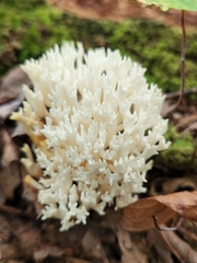 Ramariopsis kunzei