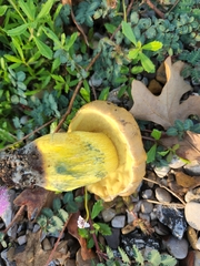 Pulchroboletus rubricitrinus