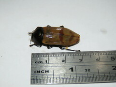 Temognatha wimmerae