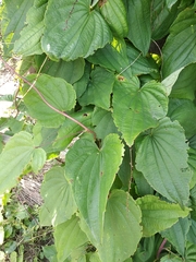 Dioscorea caucasica