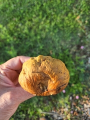 Pulchroboletus rubricitrinus