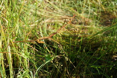 Veronica scutellata