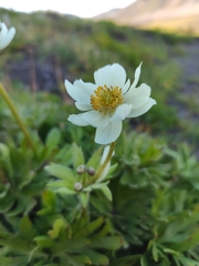 Anemonastrum sibiricum