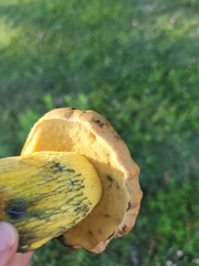 Pulchroboletus rubricitrinus