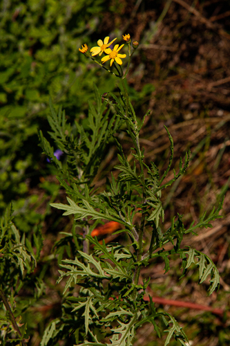 Senecio aetfatensis image