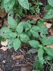 Mentha arvensis