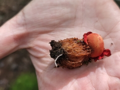 Calostoma cinnabarinum