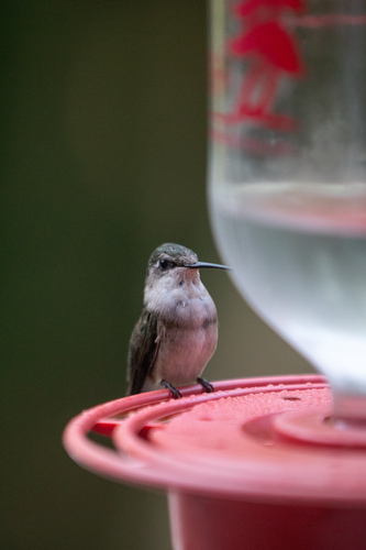 Ruby-throated Hummingbird photographed in Rhode Island