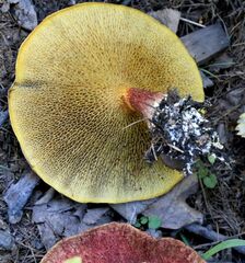 Suillus asiaticus