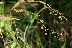 Veronica scutellata