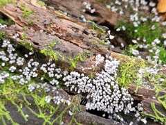 Arcyria cinerea