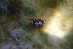 Nudibranchia