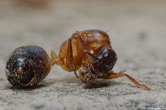 Camponotus barbaricus