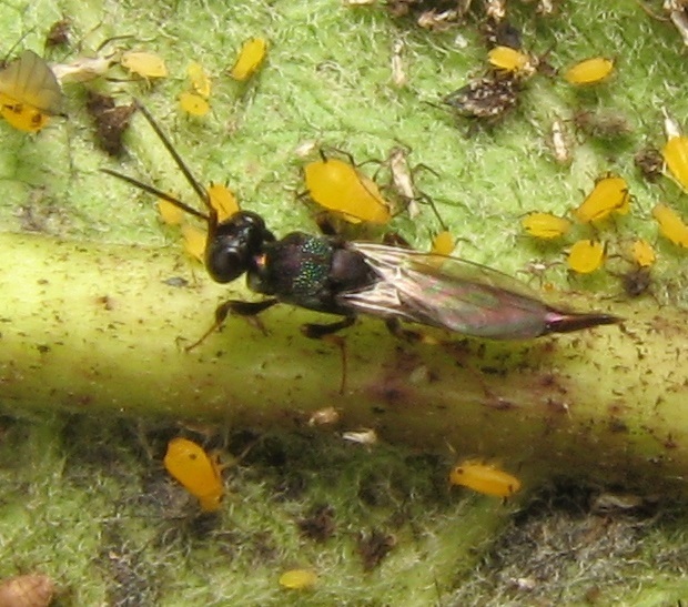 Balcha indica