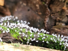 Arcyria cinerea