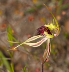Caladenia septuosa