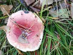 Russula sanguinea