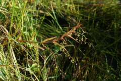 Veronica scutellata