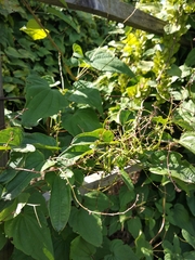 Dioscorea caucasica