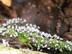 Arcyria cinerea