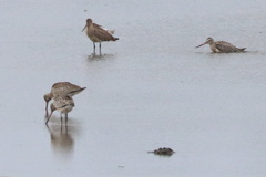 Limosa lapponica