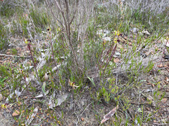 Caladenia septuosa