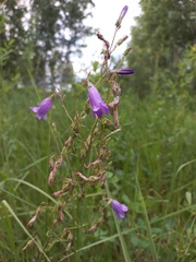 Campanula sibirica