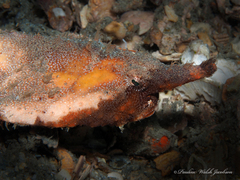 Ogcocephalus corniger