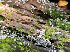 Arcyria cinerea