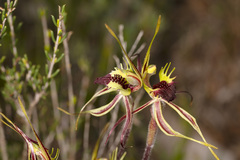 Caladenia septuosa