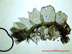 Lophocolea minor