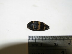 Astraeus major