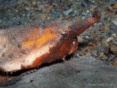 Ogcocephalus corniger