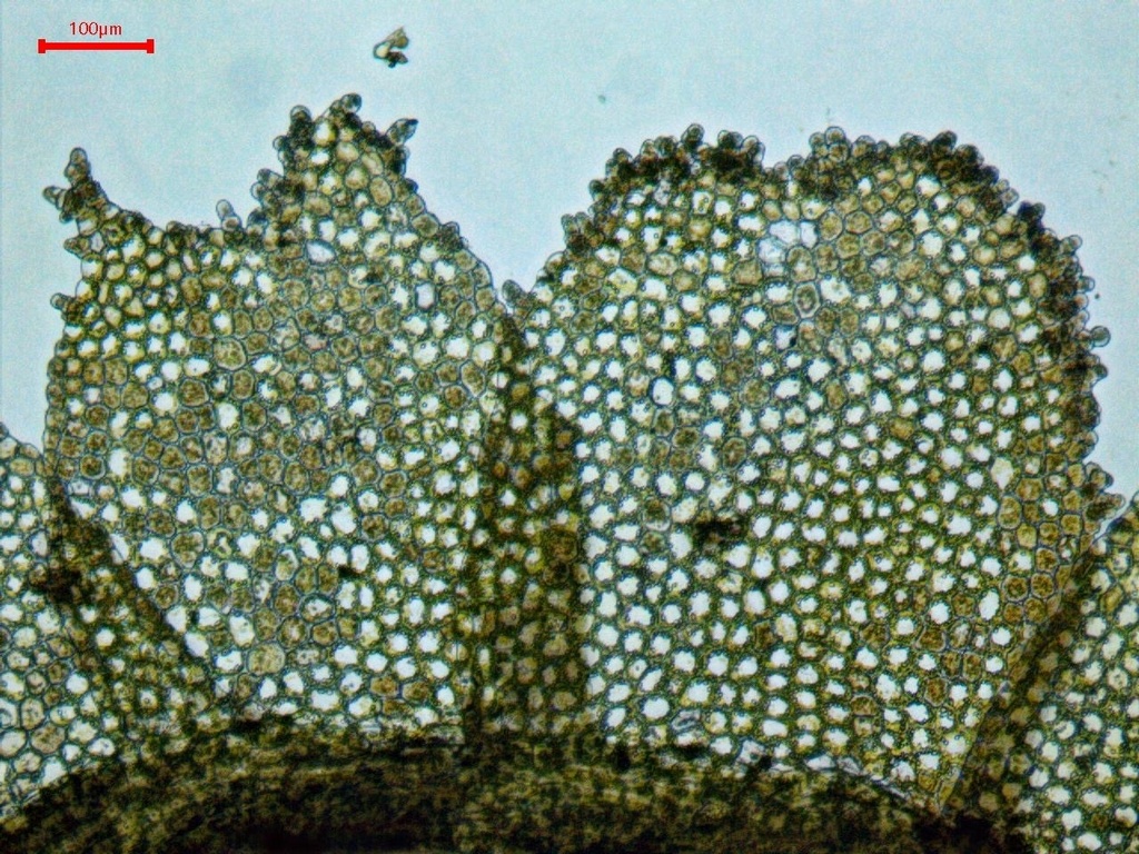 Lesser Crestwort (Lophocolea minor) - Botanical Realm