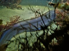 Conger wilsoni