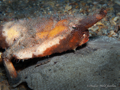 Ogcocephalus corniger