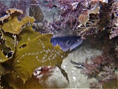 Conger wilsoni