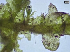 Lophocolea minor